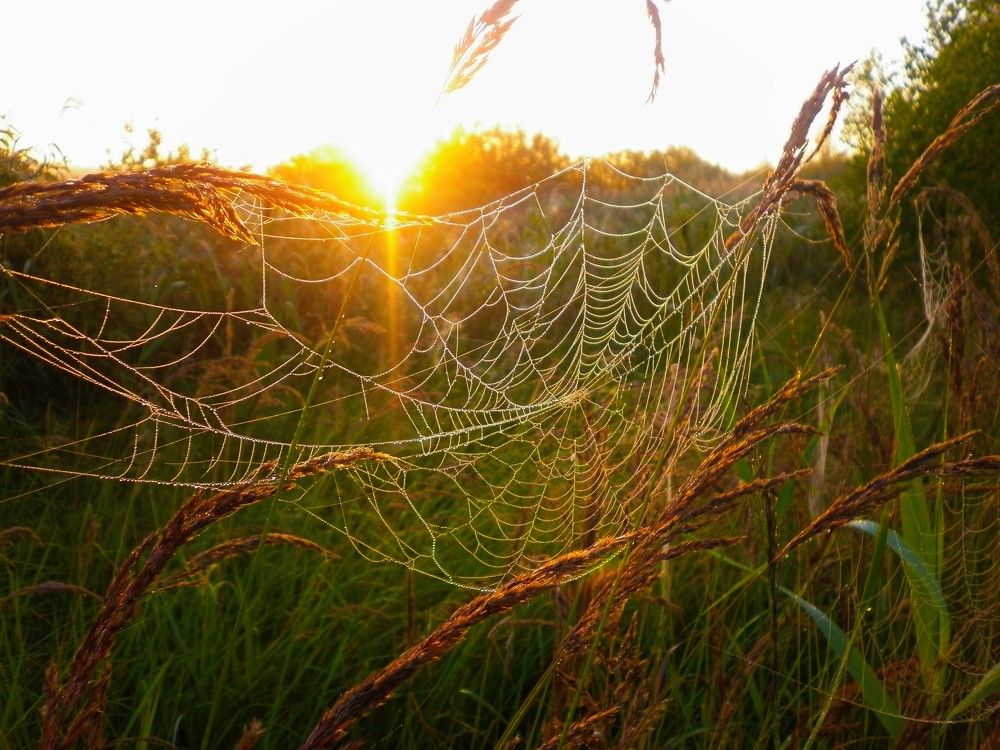 Волшебство утра