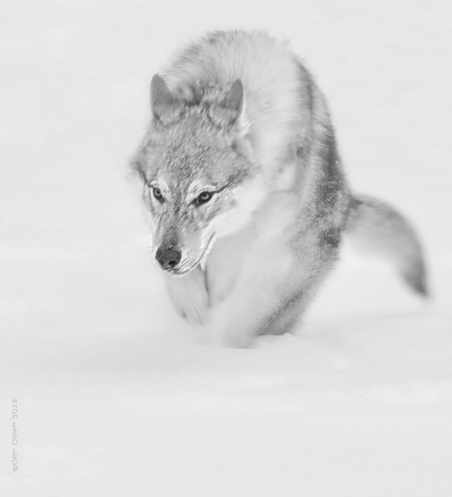 Photograph by Gelu Coltau