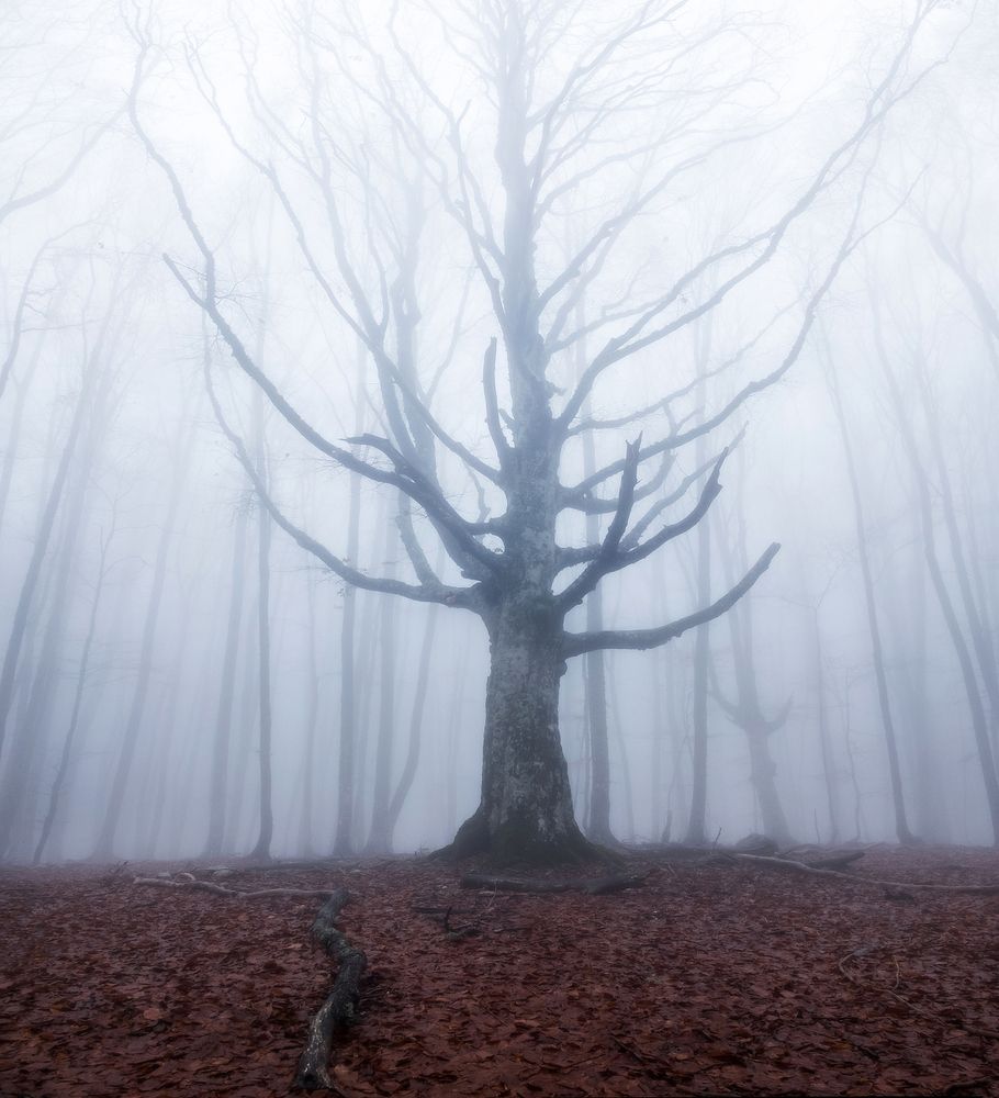 Photograph by Михаил Гапонов