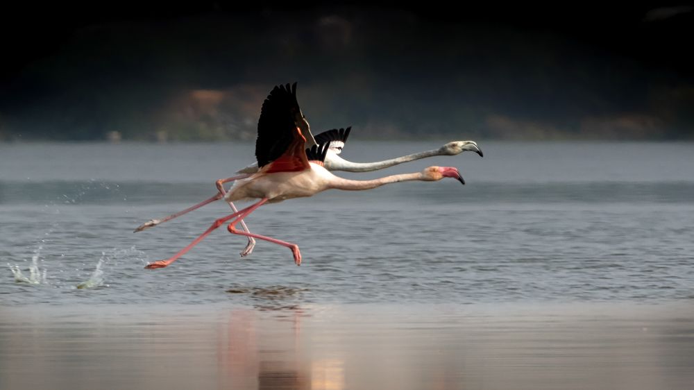 The Liberated Souls!