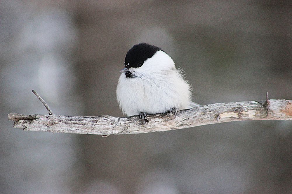 Буроголовая гаичка