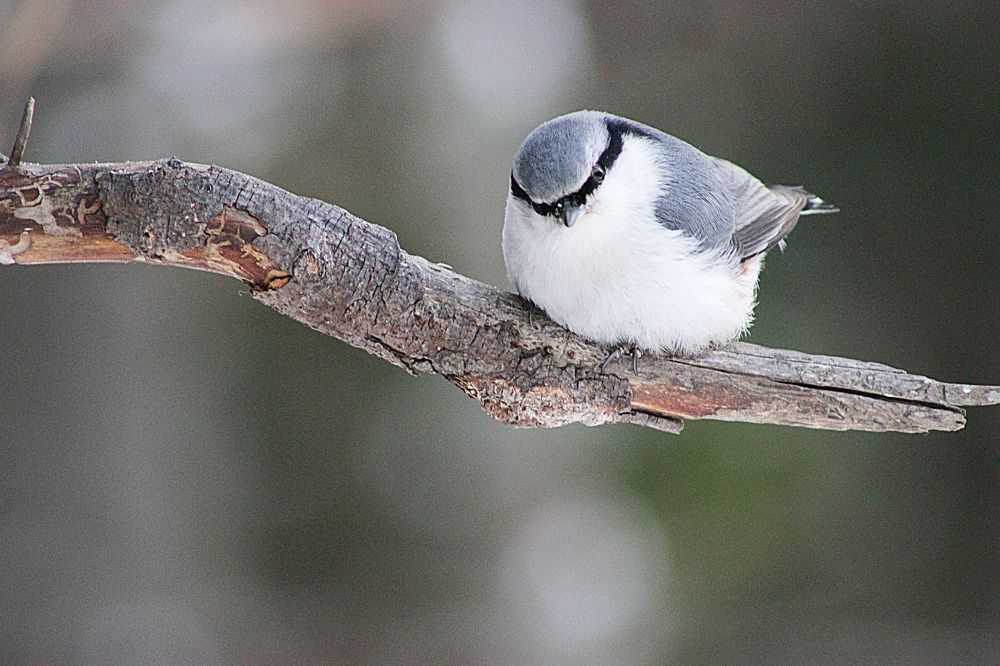 Поползень обыкновенный