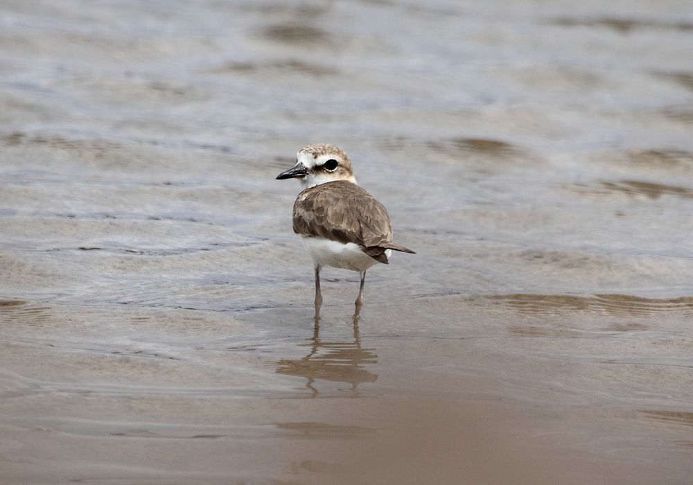 Kentish Plover
