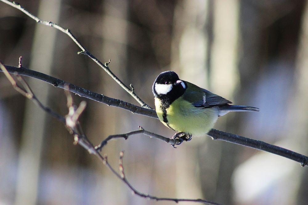 Синица большая