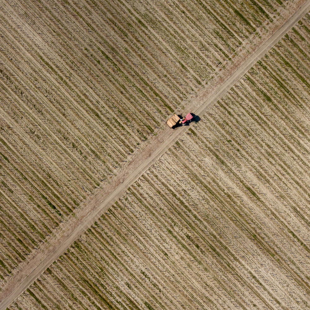 Подготовка виноградников к сезону.