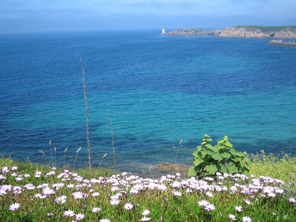 Океан и цветы