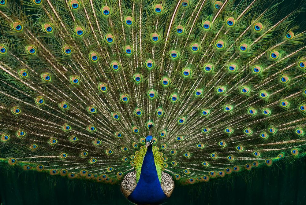 Красавчик павлин