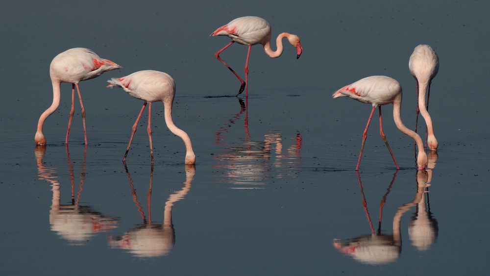 Flamingo-5