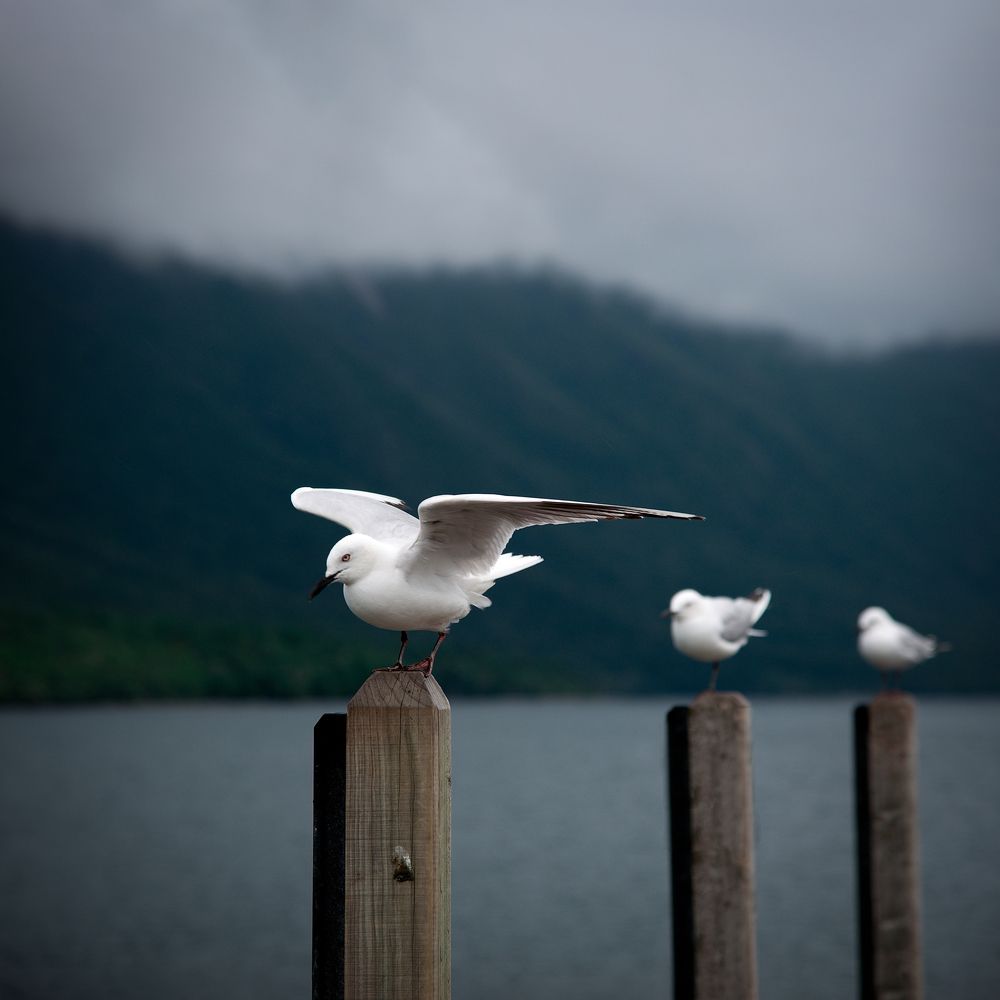 3 seagulls