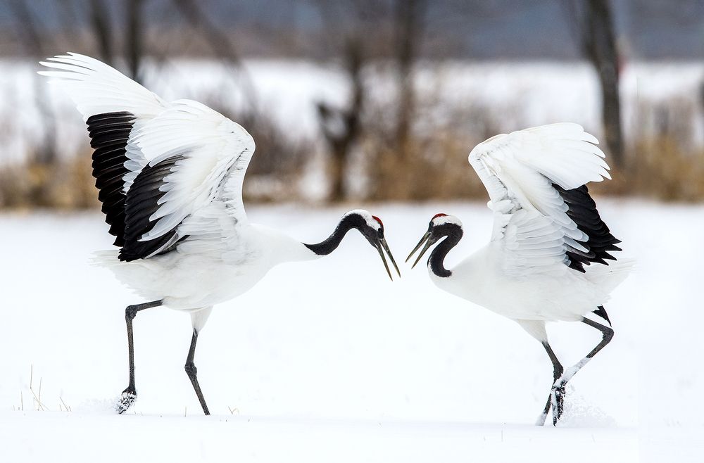Ритуальный танец журавлей.