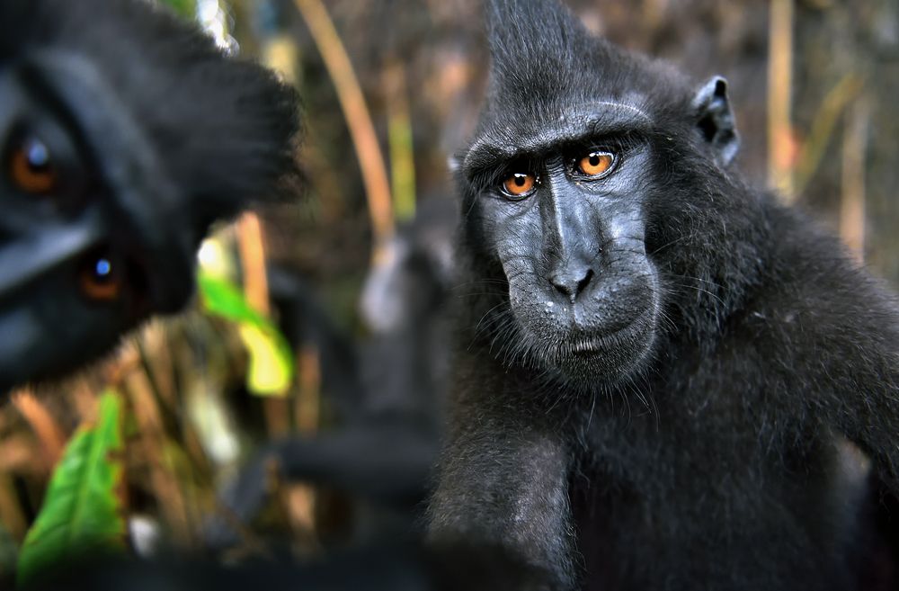 Хохлатый павиан.