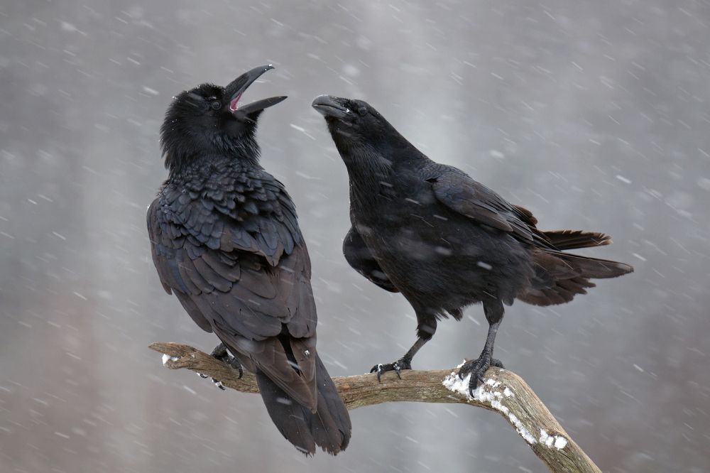 Семейный разговор