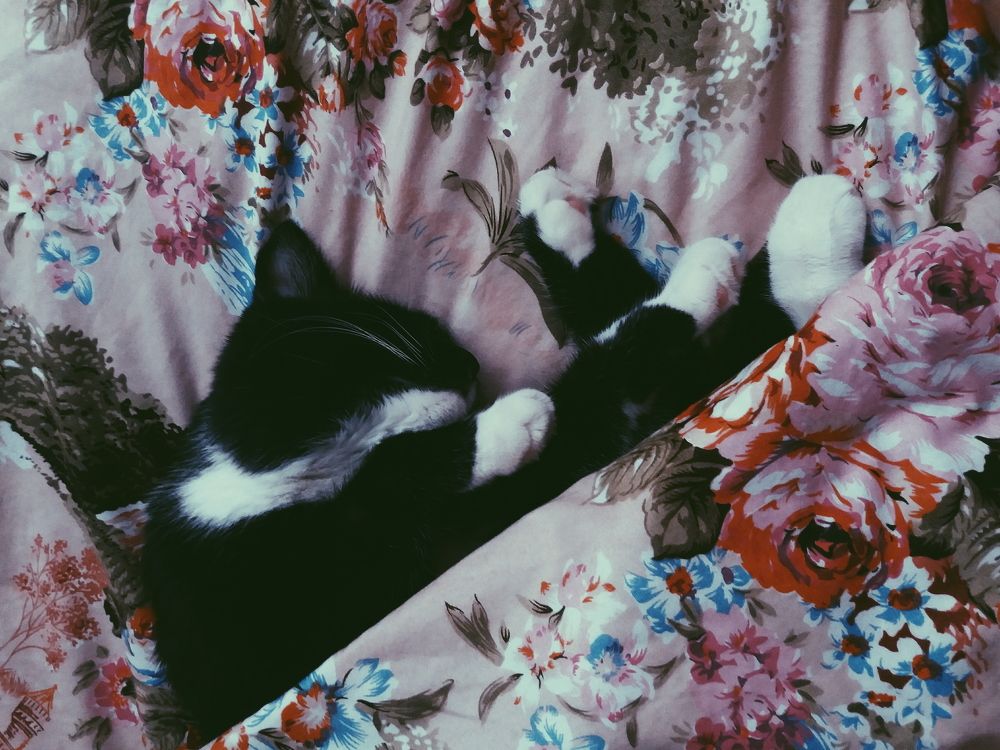 Сон