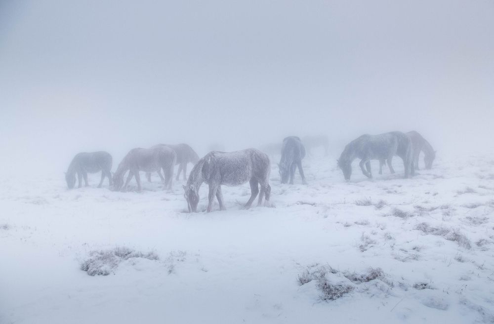 Снежные лошади
