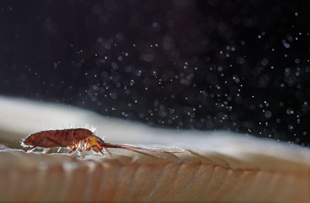 Сквозь метель