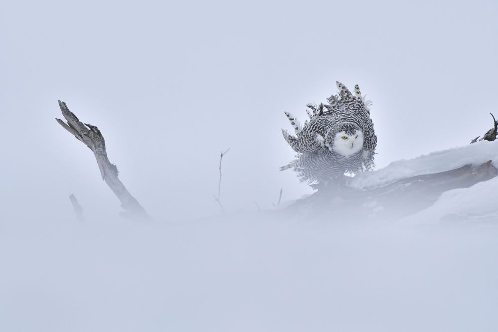 Snowy owl