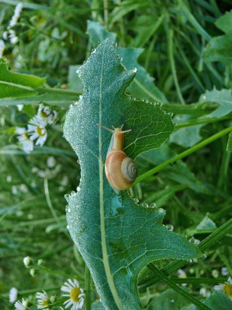 Восхождение улитки