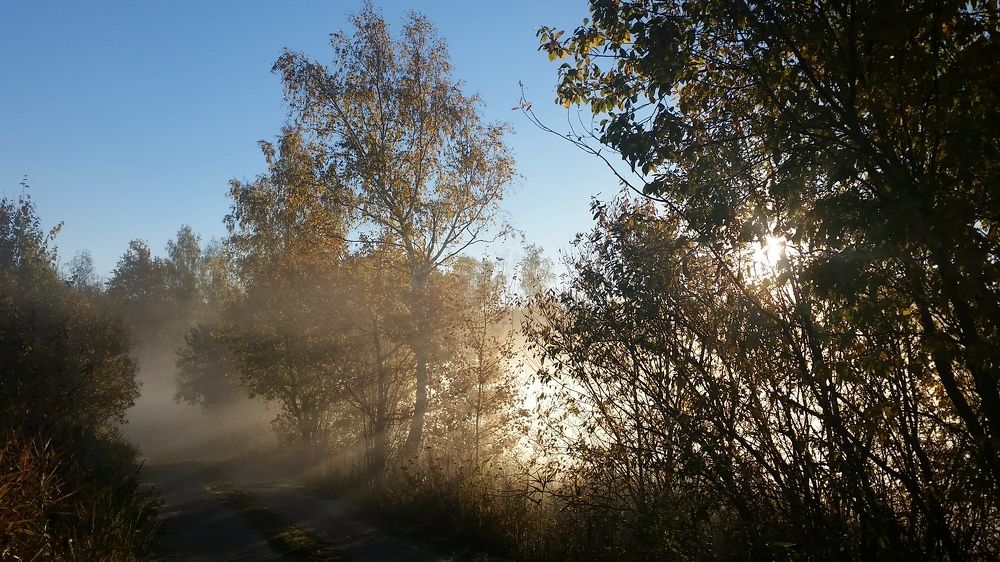 Лучи в тумане