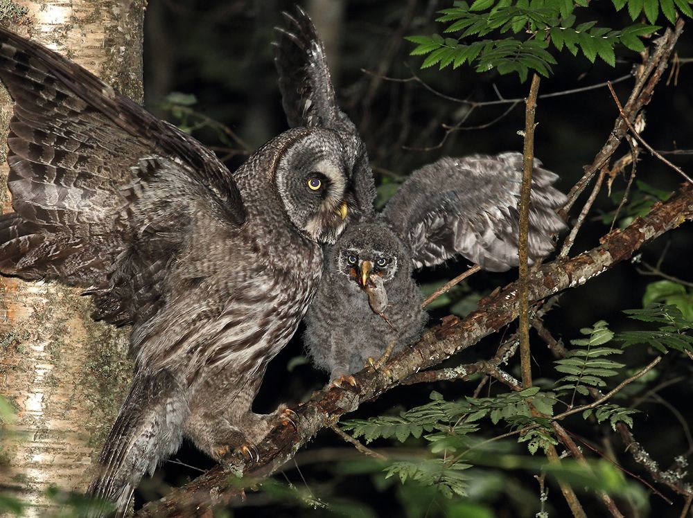 Во-о-от такую мышь поймал!