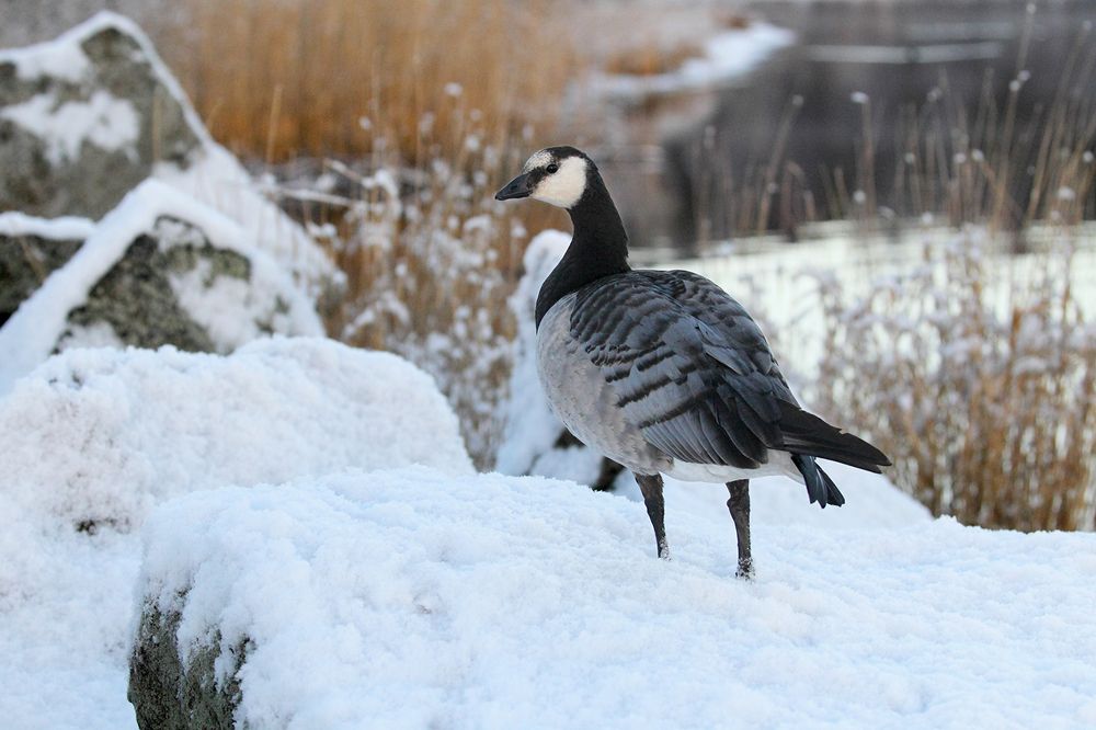 Улетать - не улетать?