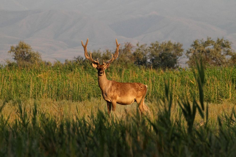 Умчи меня, олень, в свою страну оленью!
