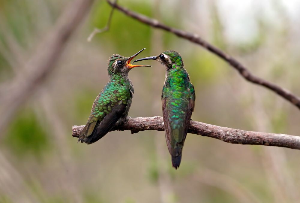 Кормление младенца