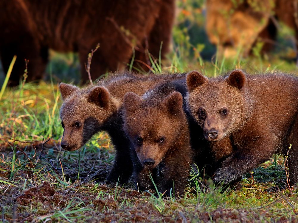 Медвежий патруль