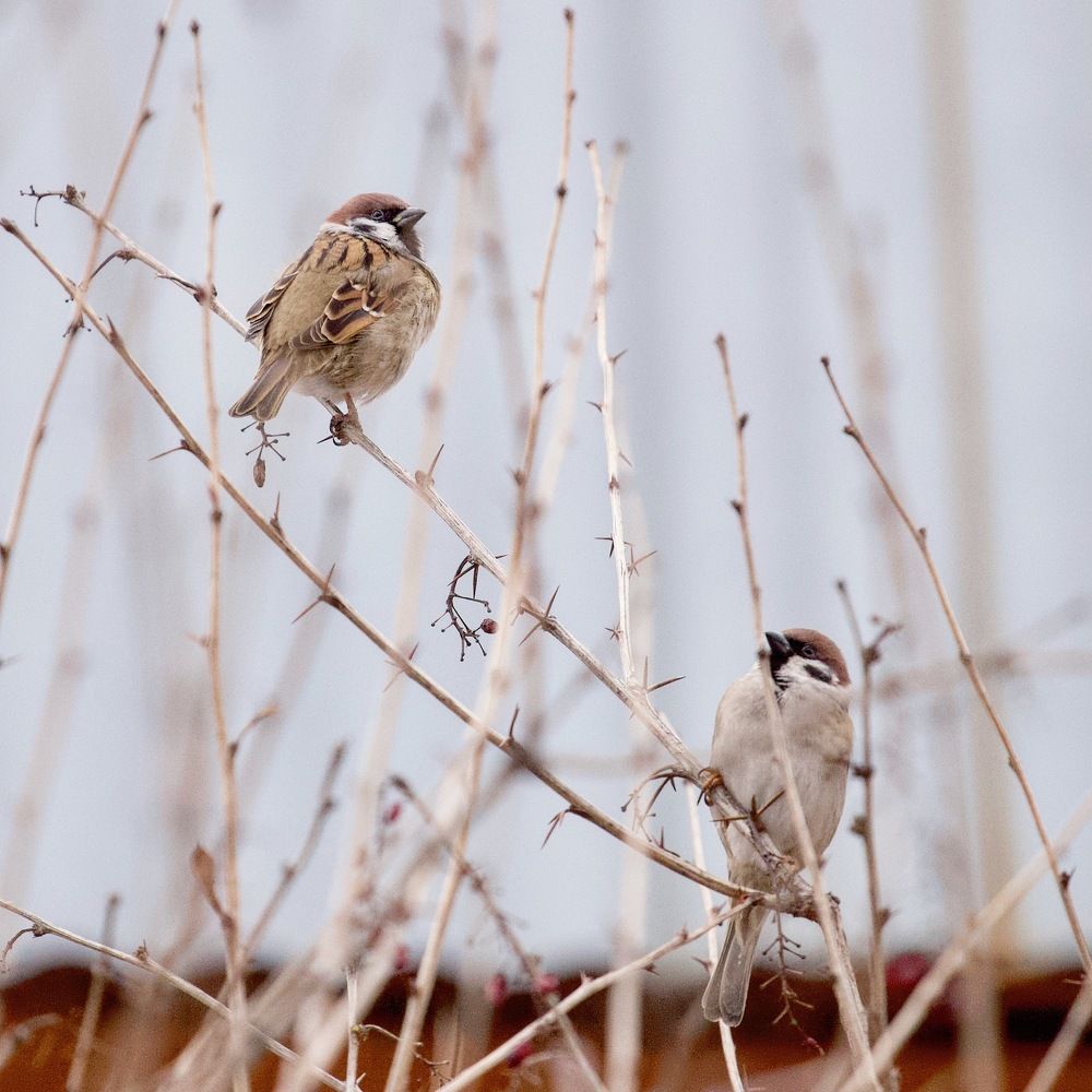 Воробьиная семья
