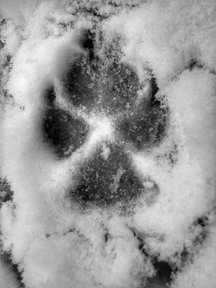 Paw print