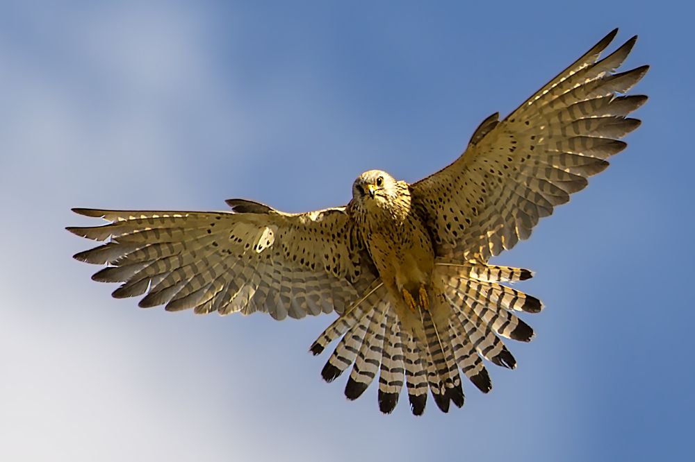 Common Kestrel