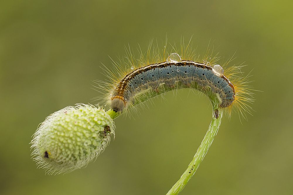 Larva