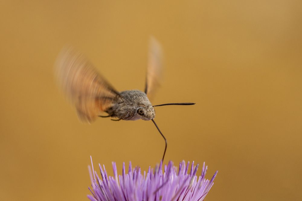 Macroglossum stellatarum
