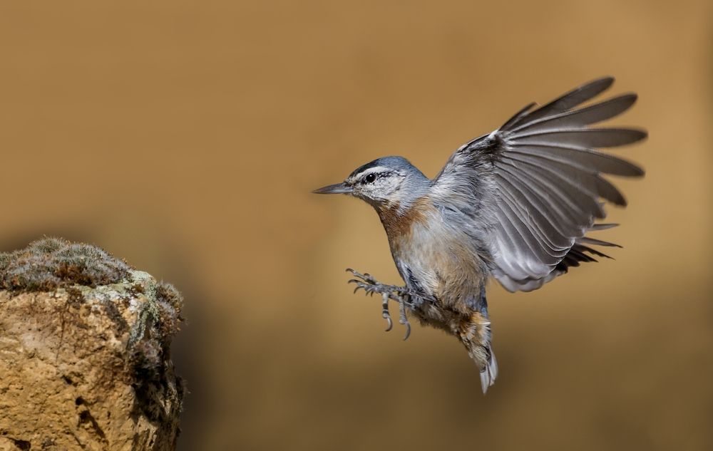 Krüper`s Nuthatch
