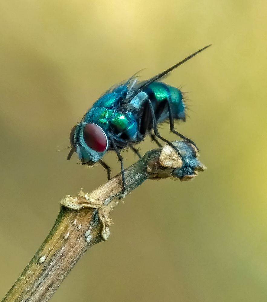 Taking rest.