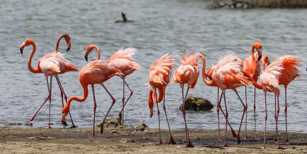 Flamingos in the wind