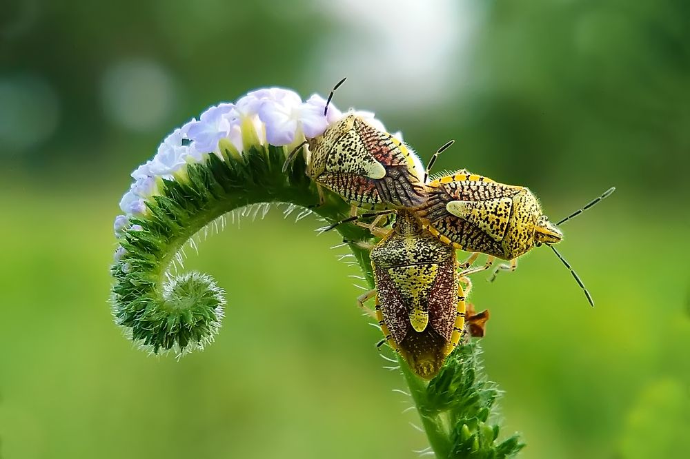 Interference of third one