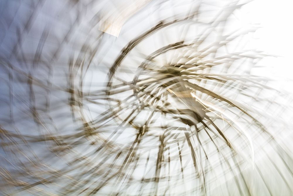 Some Kind of Spiderweb