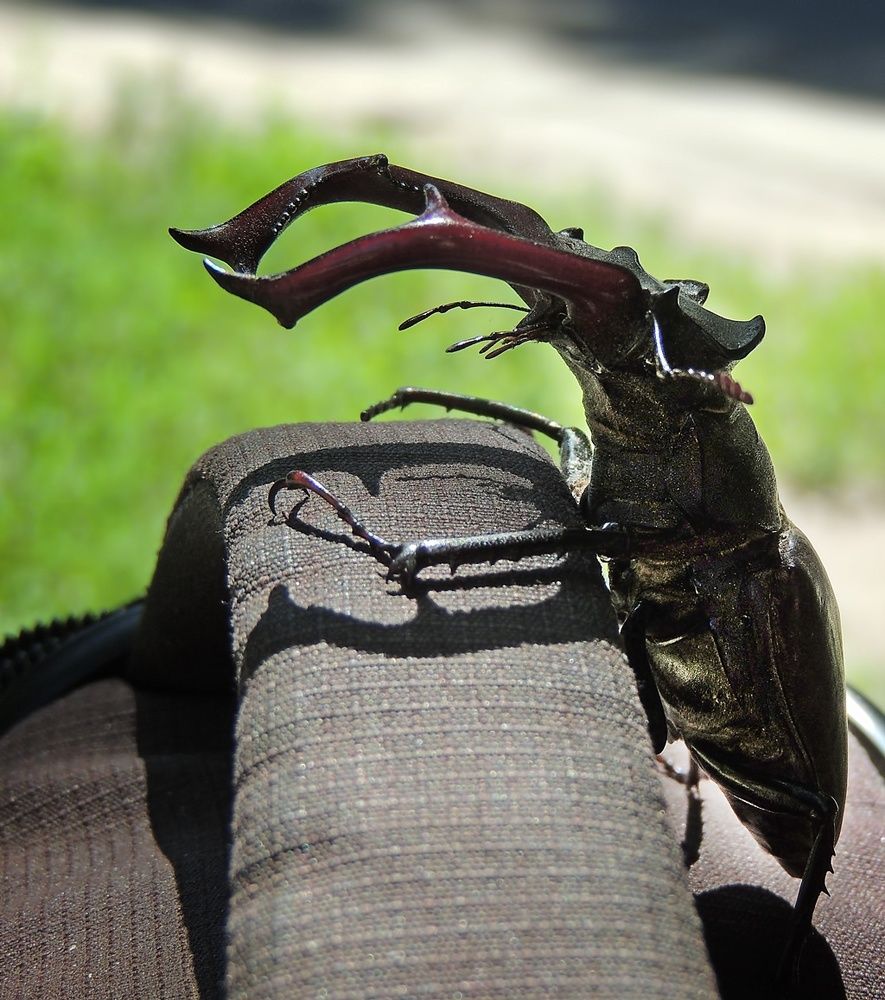 Краснокнижник