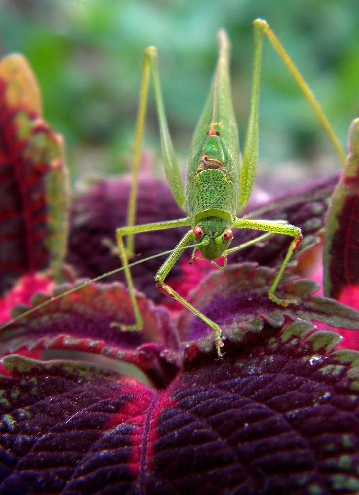 В глаза смотри