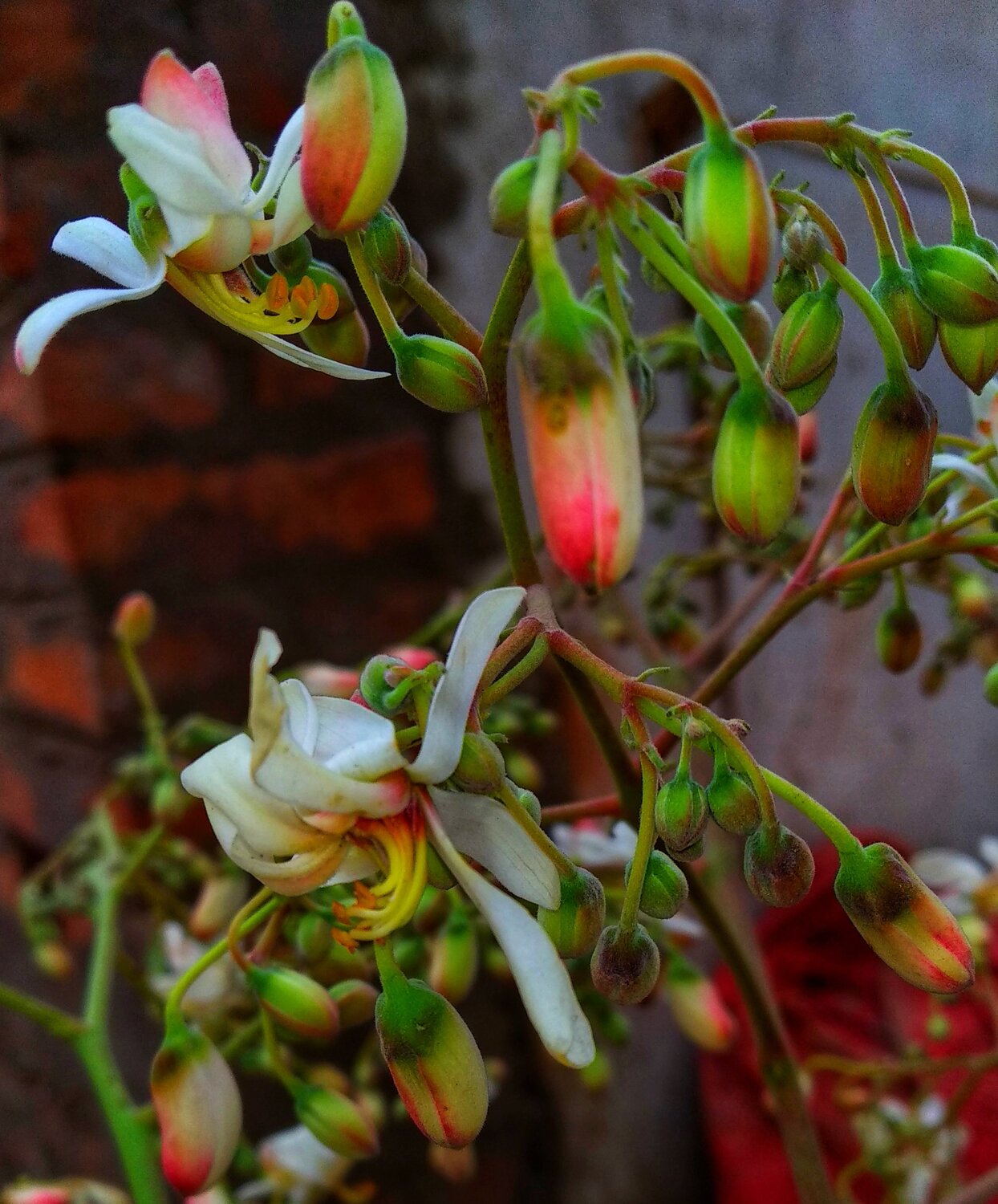 flower