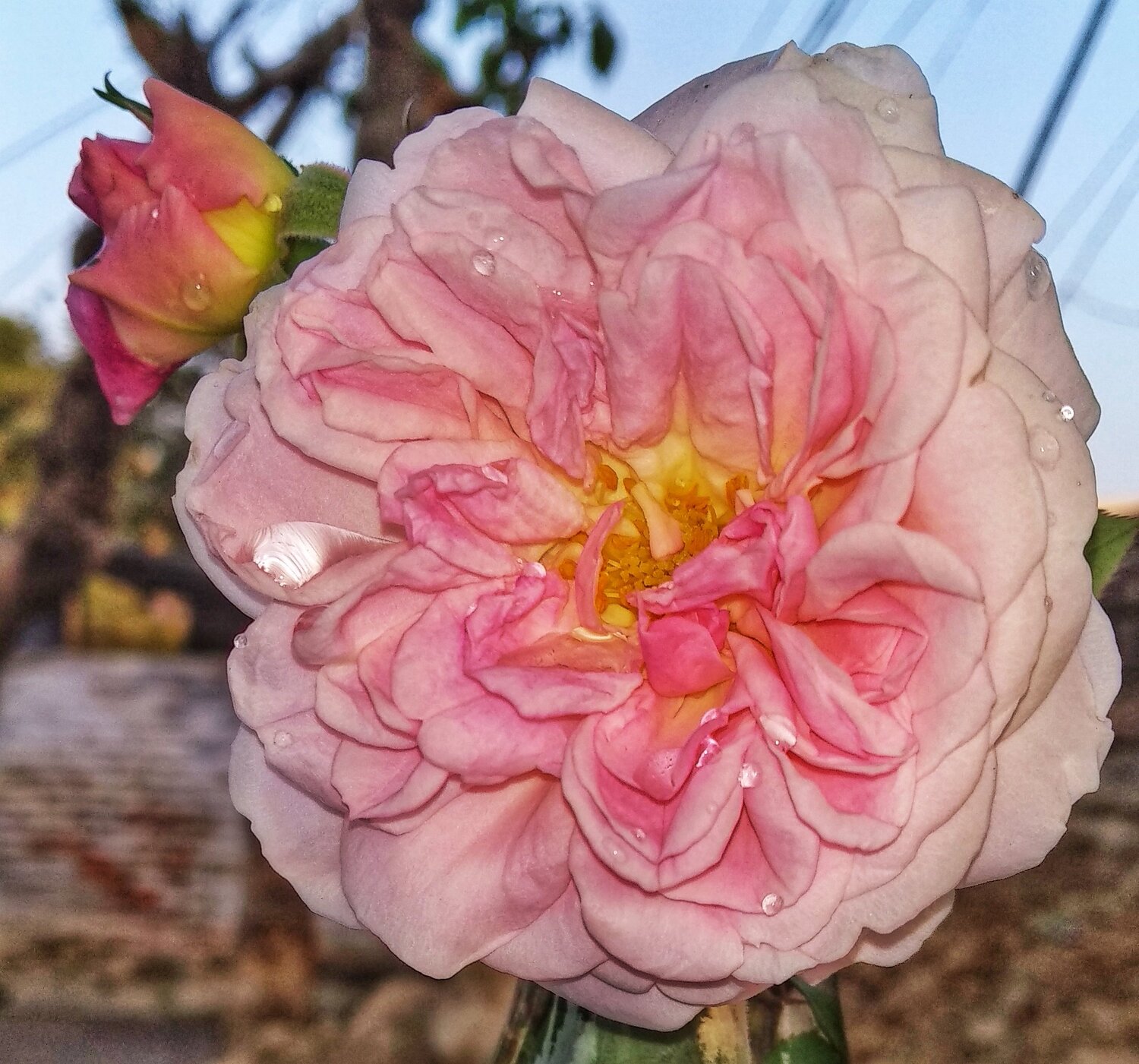flower