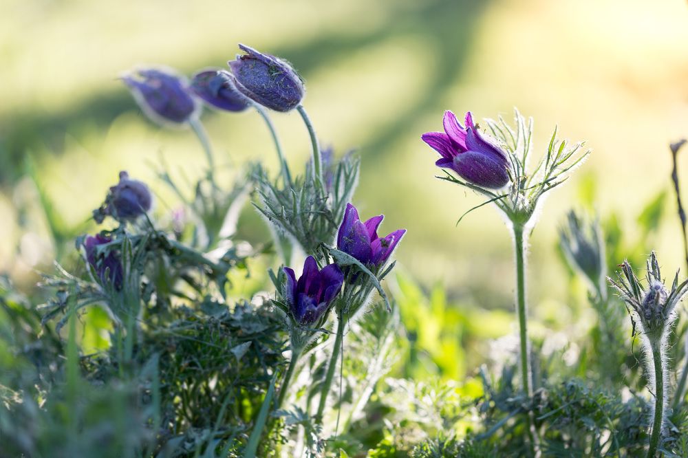 Май, цветение...