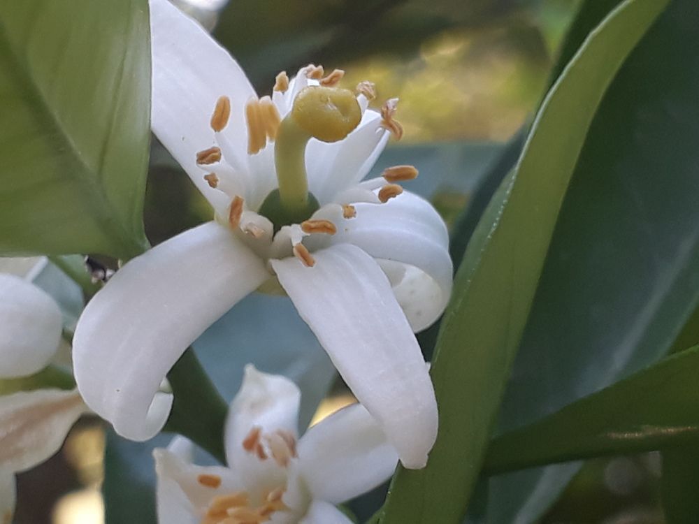 Macro work with mobile