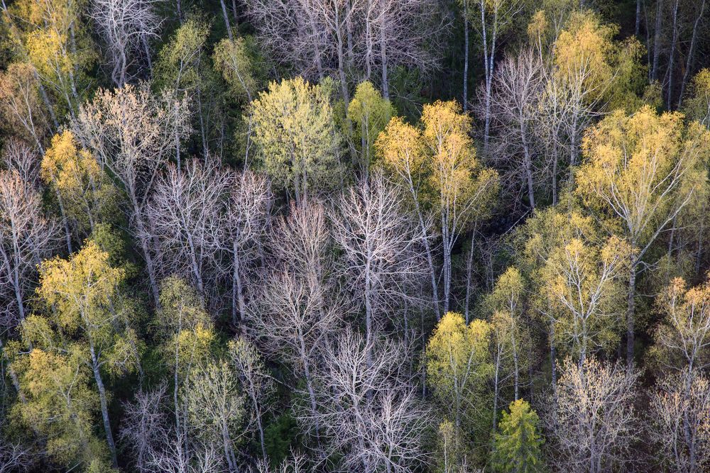 Узоры весны