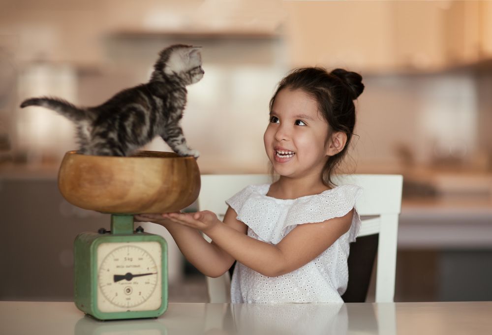 Котенка не перекармливаем?