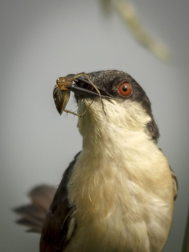 Ashy Prinia with Spider Kill