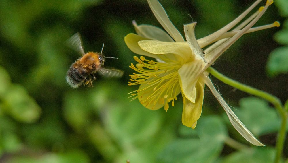 Ой, пчёлочка златая, ой, что же ты жужжишь?