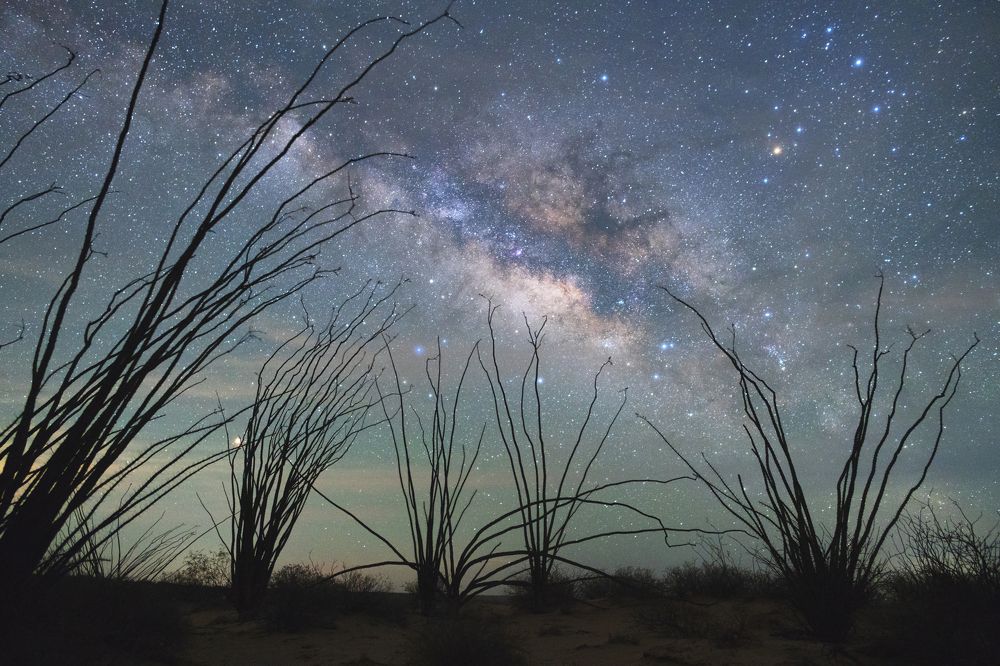 Ocotillo\'s Night