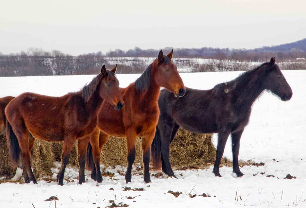 В поисках пищи...