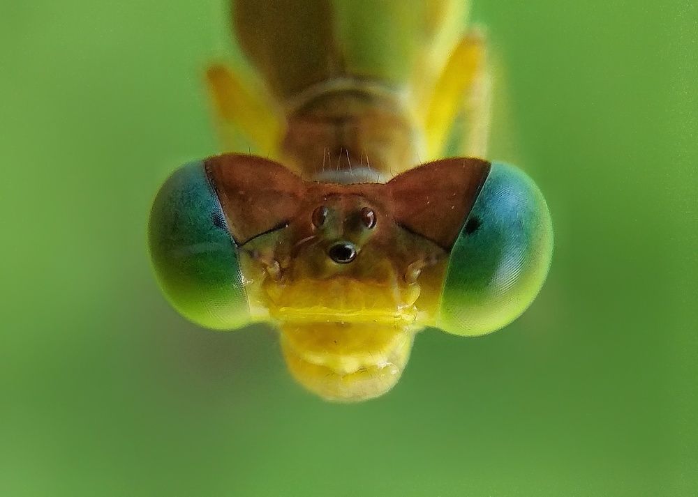 Demselfly closeup